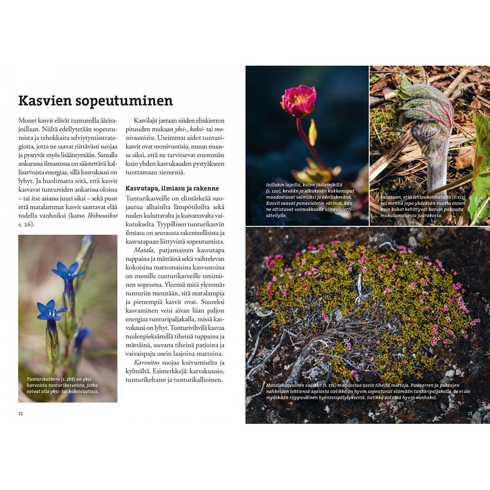 Calazo Kirjat Vaeltajan Tunturikasvio Treeline Outdoors