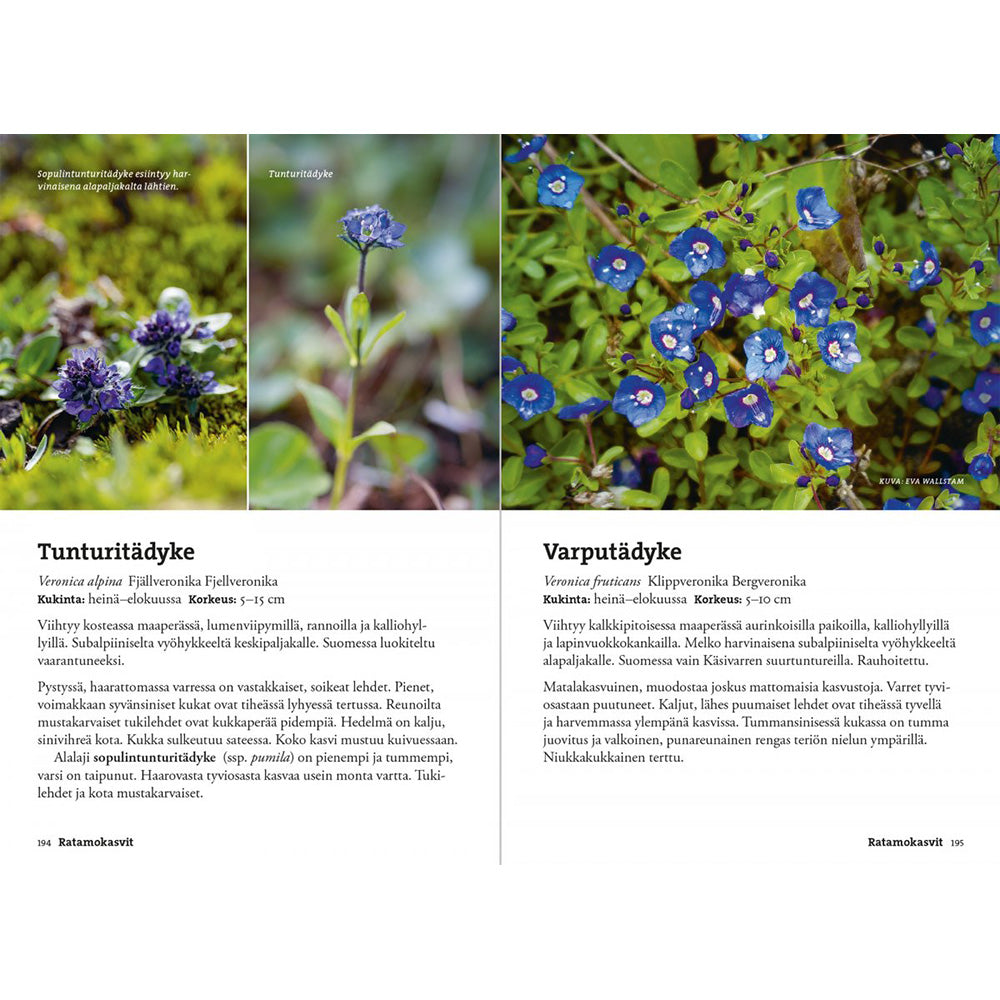 Calazo Kirjat Vaeltajan Tunturikasvio Treeline Outdoors